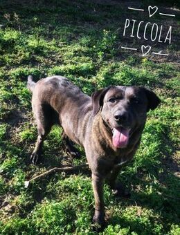 Piccola - Rieden (Rheinland-Pfalz)