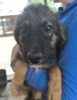 SAPHIRA ~ flauschiges Minihundemädchen - Duisburg