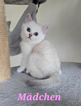 BKH kitten mit schönen blauen Augen - Detmold
