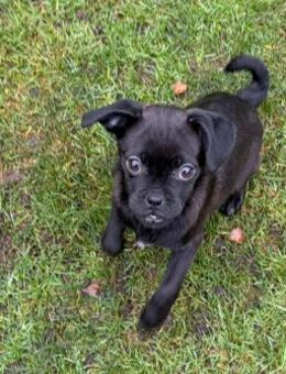 Süße Cookie sucht Kuschelflat - Seggebruch