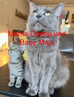 Maine Coon & Hauskatze Mix - Weida