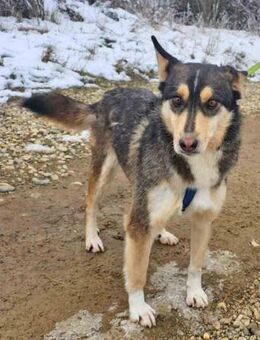 Rex ist allen gegenüber freundlich - Schwarmstedt