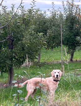 Golden Retriever Junghund - Freinsheim