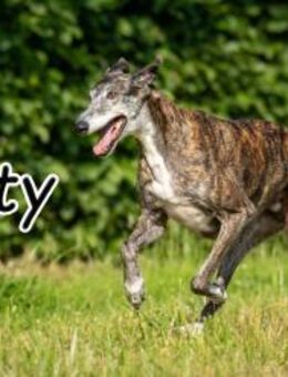 Darf Pitty Ihr Traumhund werden?? - Essingen (Rheinland-Pfalz)