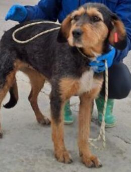 MIA - eine fantastische Hundedame - Sulzbach-Laufen