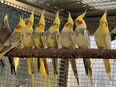Nestjunge Nymphensittiche in 60433