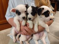 Jack Russell Chihuahua Welpen - bereit für ein liebevolles Zuhause! - Hilden