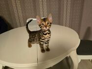 Bengal kitten - Geldern