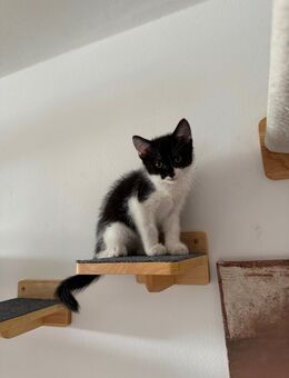 Kitten/Kätzchen abzugeben - Langenfeld (Rheinland)