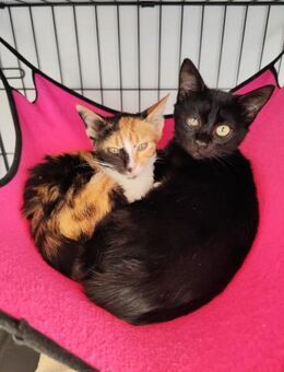 Sansa und Arya aus dem Tierschutz - Grevenbroich