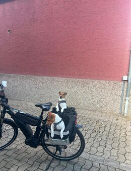 Jack Russel welpen - Beckum