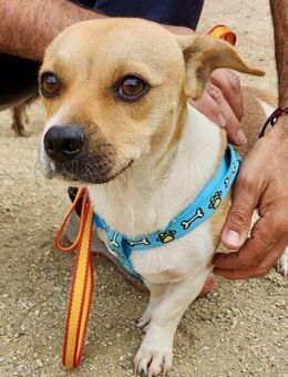 Leo, freundlich, neugierig, offen - Westerholt