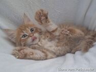 sibirische Katzen Kitten Waldkatzen mit FIFé Stammbaum vom Züchter - Augsburg