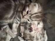 Reinreissig katze - Salem (Baden-Württemberg)