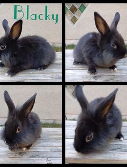 Zwergkaninchen - Sagard