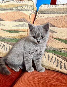BKH Kitten Mädchen - Schelklingen