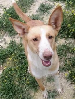 Etna wurde gnadenlos aussortiert.... - Laatzen