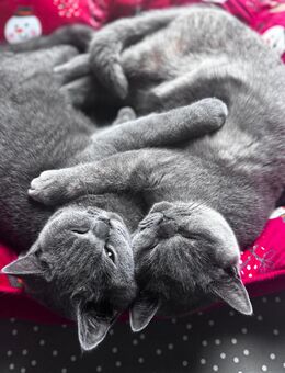 Bkh kitten - Werlte
