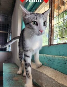 Mimi ein kleines Herz sucht große Liebe - Stein-Wingert