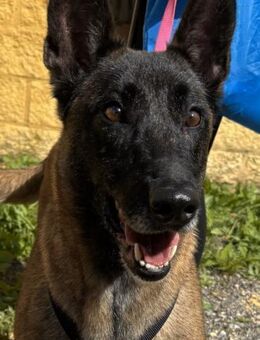 Kuma sucht eine Familie! - Althütte