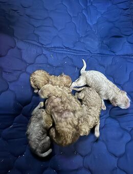 Verkaufe Traumhafte Labradoodle Welpen - Geilenkirchen Zentrum