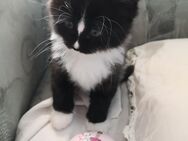 MainCoon/Ragdollkitten - Herrnhut Berthelsdorf