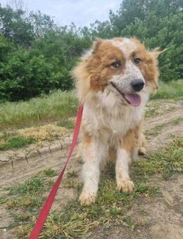 Wunderschöner Hope Collie Mix ca. 6 J. - Overath