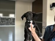 Bubi - Toller Junghund sucht Familie - Berlin