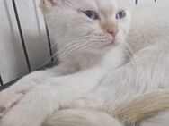 Zwei weiße Kater zu verkaufen - Memmingen