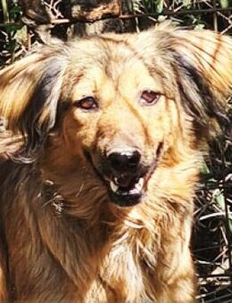 Kleine Zelda wartet noch auf ihr Glück - Sehnde