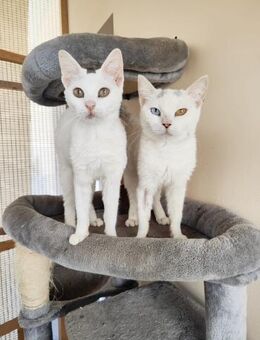 Jenny und Johanna aus dem Tierschutz - Grevenbroich