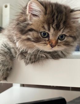 BKH Kitten abzugeben – 4 Weibchen & 1 Kater 🐾 - Essen