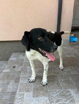 Ody wünscht sich ein Körbchen - Nordwalde