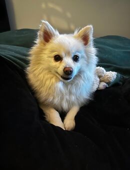 Pomeranian Zwergspitz - Roetgen (Tor zur Eifel)