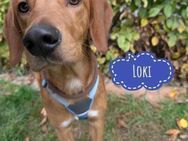 Loki ein freundlicher aktiver Freund - Mannheim