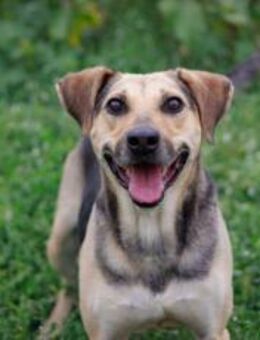 ehem. Straßenhund Elouan sucht dich - München