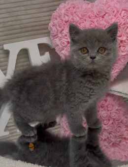 BKH - Perser - Mix Kitten suchen ein liebevolles neues zu Hause - Braunschweig