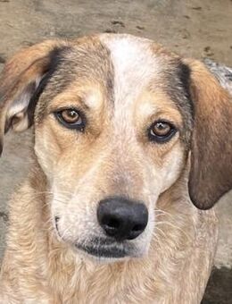 AFRICA - noch toller als ihr Name - Dänischenhagen