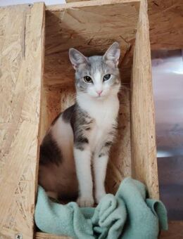 Lovelynn aus dem Tierschutz - Grevenbroich