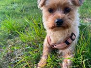 Yorkshire Terrier sucht ein neues Zuhause - Potsdam