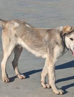 🆘Großer lieber Rocco lebt a.d.Kette🆘 - Eislingen (Fils)
