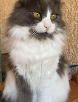 ✨ Langhaarmiezen Annie & Nora ✨ - Eislingen (Fils)