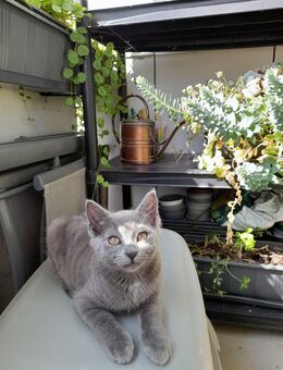 Katzen babys - Donauwörth Zentrum