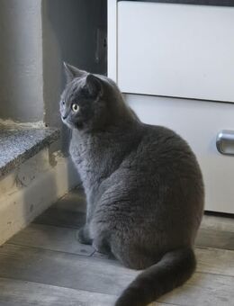 BKH Katze 7Monate - Bremen