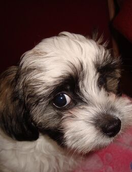 Unsere 4 Maltipoo Welpen 9 Wochen Alt - Winsen (Aller)