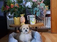 Shih Tzu - Singen (Hohentwiel)