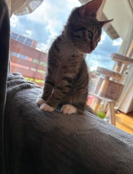 Kitten weiblich - Horn-Bad Meinberg