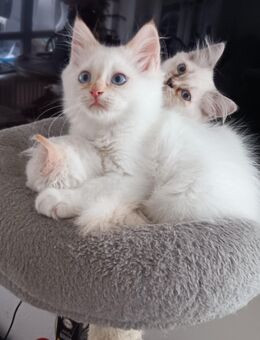 Heilige Birma / Perser Kitten, Katzenbabys, Babykatzen, Katzen, cats - Berlin Steglitz-Zehlendorf