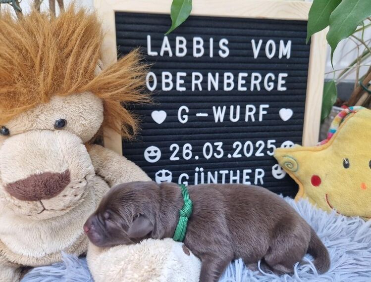Labradorwelpen Rüden in braun und schwarz von a... markt.de
