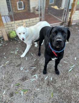 Sally und Diamond - ein liebes Pärchen - Quedlinburg